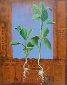 Broad Beans Acrylic and paper collage on linen 51cmx41cm We ate the whole bean, sliced and served in its grey glory. I loved them! [Note the early 40s’ news about vegetables for the war effort in Papua New Guinea.] 